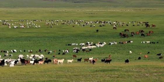 蒙古国向我国捐赠3万只羊，后续又有新消息了
